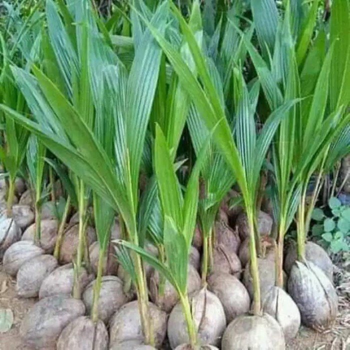 bibit kelapa kopyor genjah asli