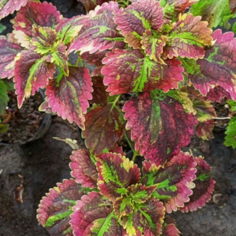 Tanaman hias miana pelangi/miana akar miana premium miana sultan