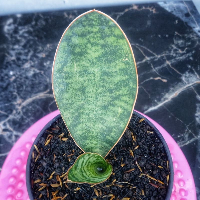 Sansivera Giant/Masoniana #01