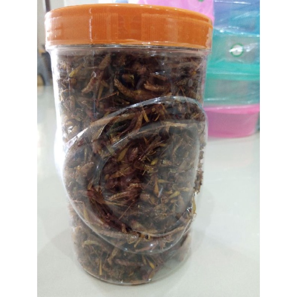 

belalang utis /belalang sawah