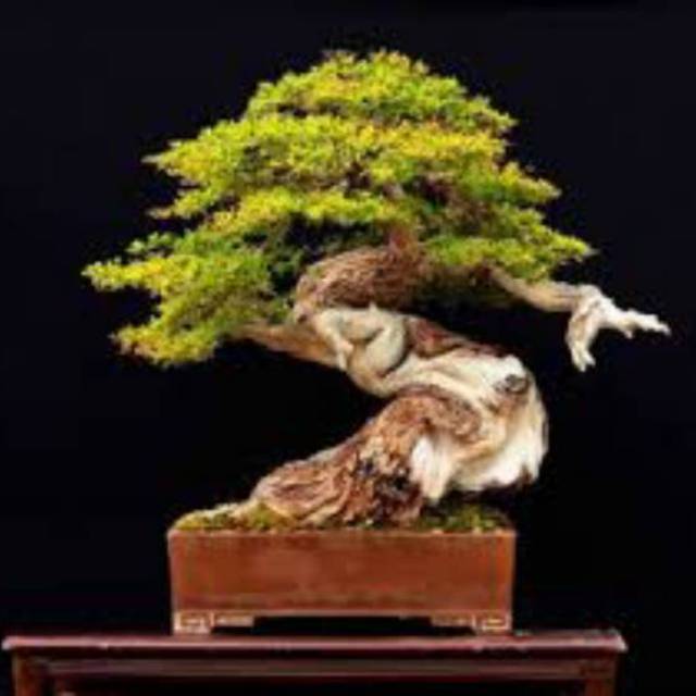 Biji Bonsai Bucida Spinosa / Black Olive / Geometri