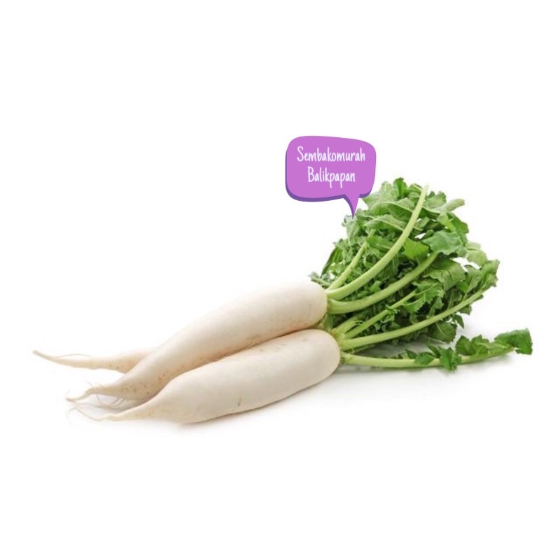 

lobak putih segar
