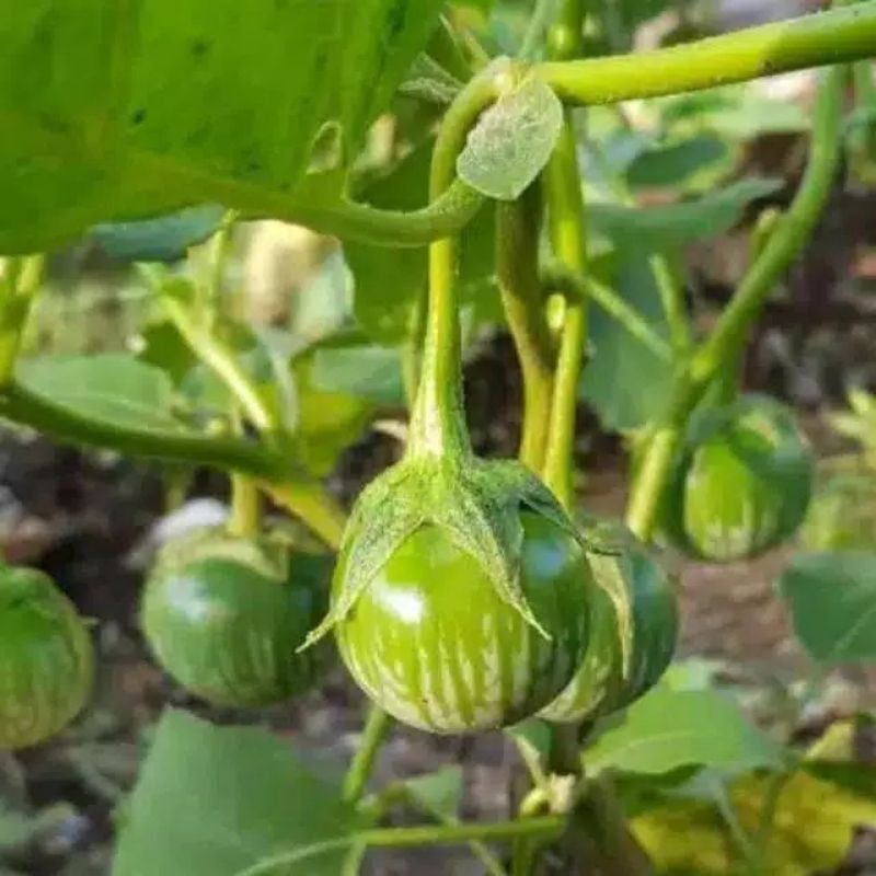 Bibit Sayur Terong Lalap Hijau Bulat Hibrida - Benih Sayuran