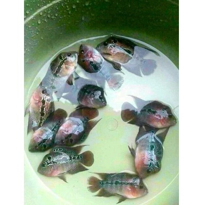 IKAN LOUHAN SRD. SIZE 2 3 4  CM LOUHAN SRD CALON JENONG