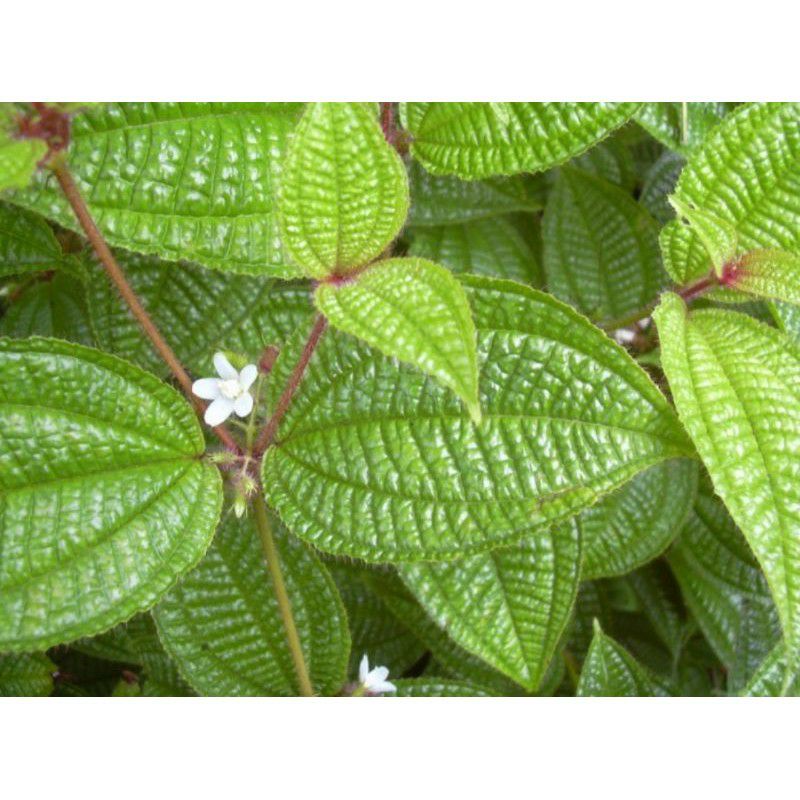 bibit tanaman herbal harendong bulu(senggani)