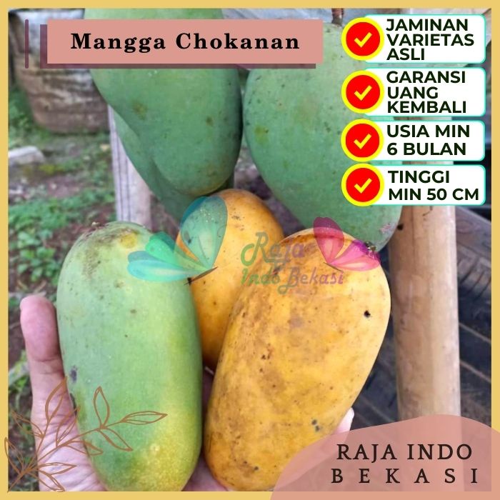 Bibit Tanaman Buah MANGGA COKANAN Premium