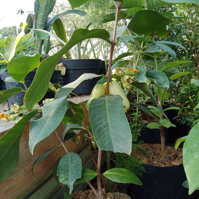 bibit cangkok murah jambu air madu deli Wisata Agrotani