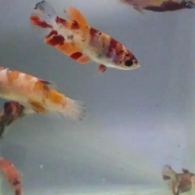 SALE (iwo-1272) ikan cupang jantan betina(multicolor,galaxy,Nemo)COD