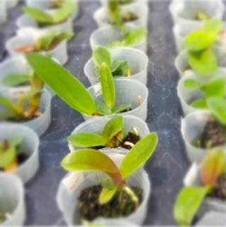 Tanaman hias anggrek Cattleya seedling Shopee Indonesia Tanaman hias anggrek Cattleya seedling Shopee Indonesia