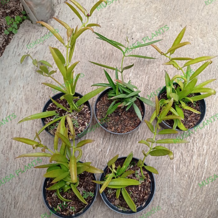 dischidia parasitica tanaman