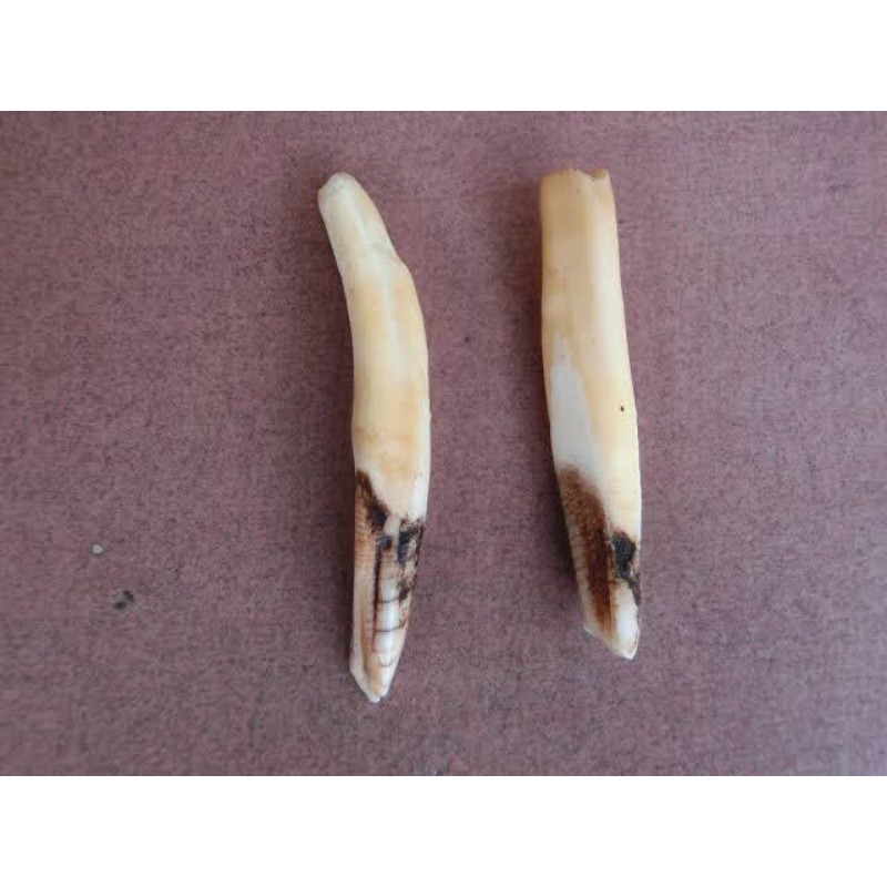 

gigi babi hutan asli