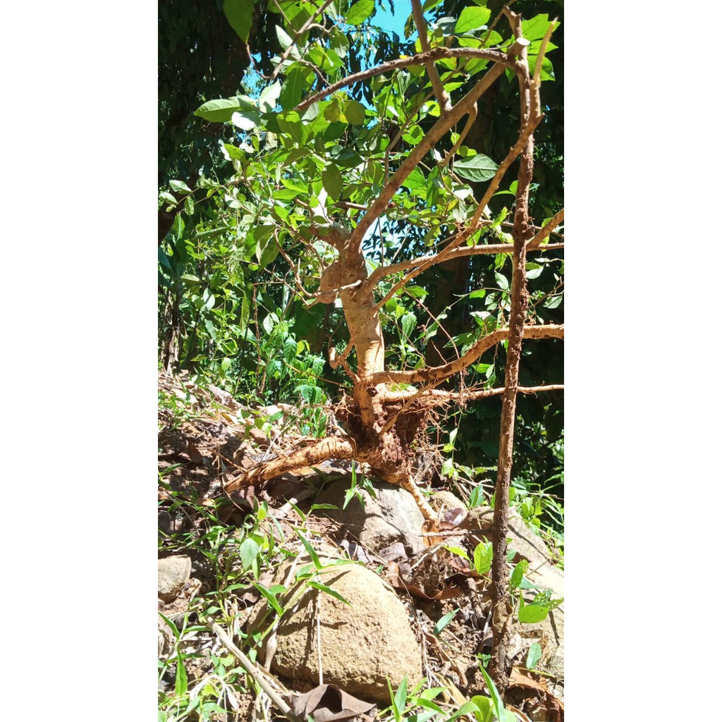 Pohon Serut Bahan Bonsai