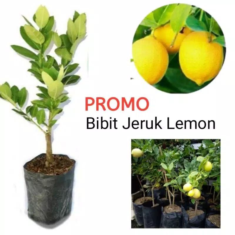 Bibit Lemon Kalifornia Murah