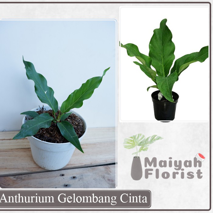 Anthurium Gelombang Cinta - Tanaman Hias