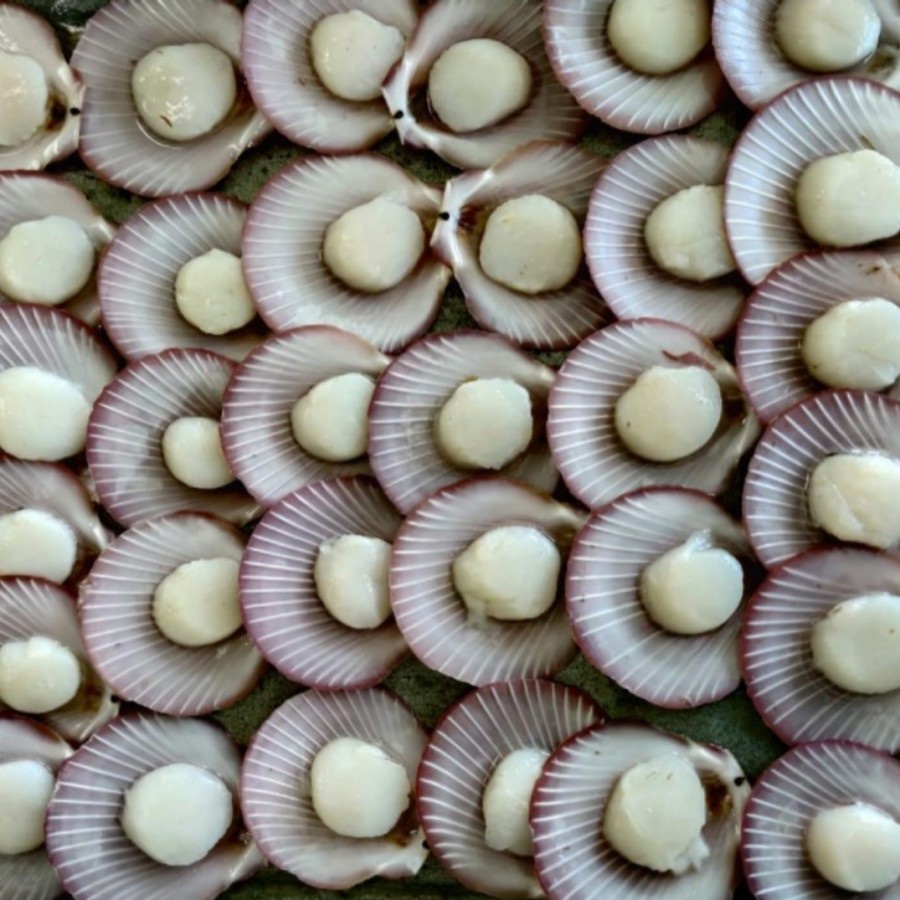 

Scallop Dengan Cangkang Shell