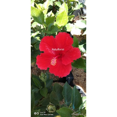 Tanaman Kembang Sepatu Hibiscus Bangkok Merah Berbunga