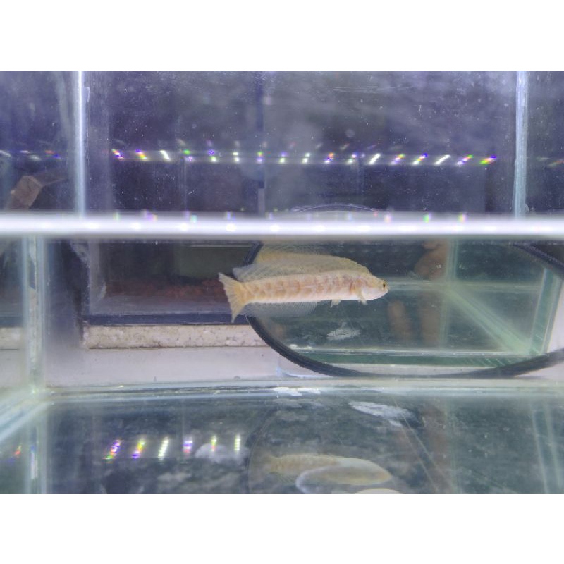 Auranti Baby size 7,5 cm A3