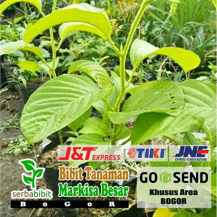 Bibit Buah Markisa Besar atau Erbis