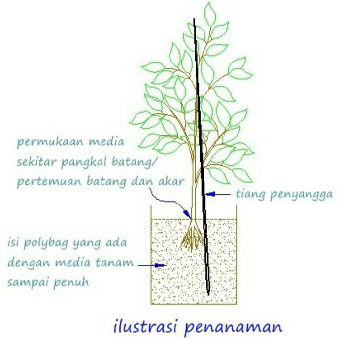 C@R Kaki 3 Bibit Tanaman Pohon Durian Bawor Bibit Duren Hasil Okulasi