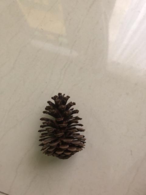 Pinecone / Pinus Kecil