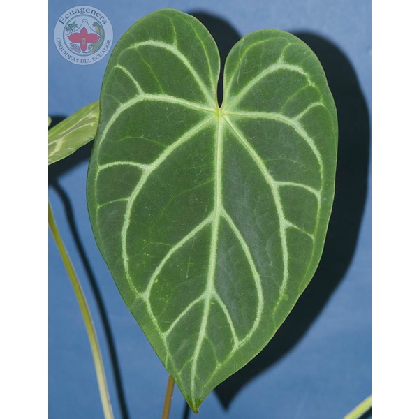 tanaman hias  anthurium magnificum norte I petir