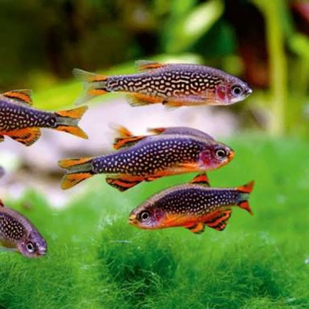 

Rasbora