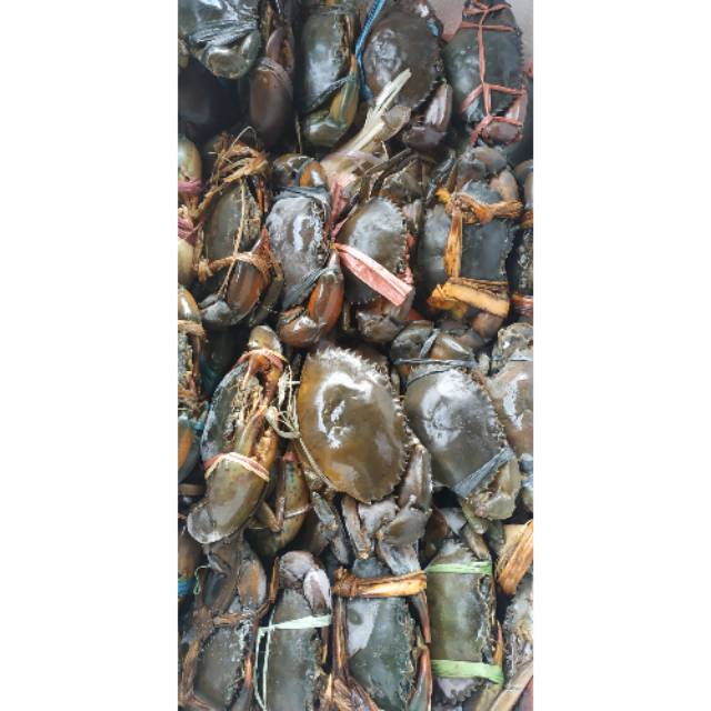 

Kepiting bakau fresh mati