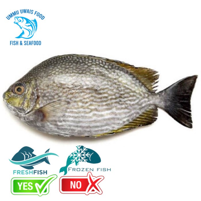 

Ikan Baronang Segar - 1 Kilogram