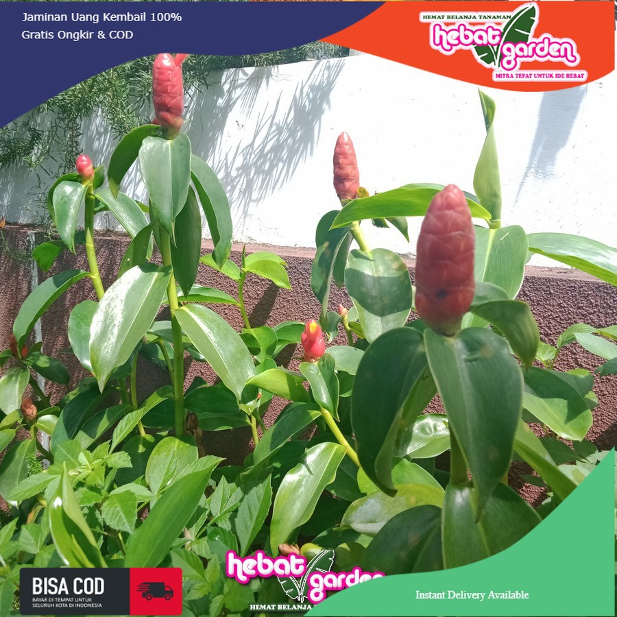 Pacing pentul hijau -costus spicatus - indian head ginger