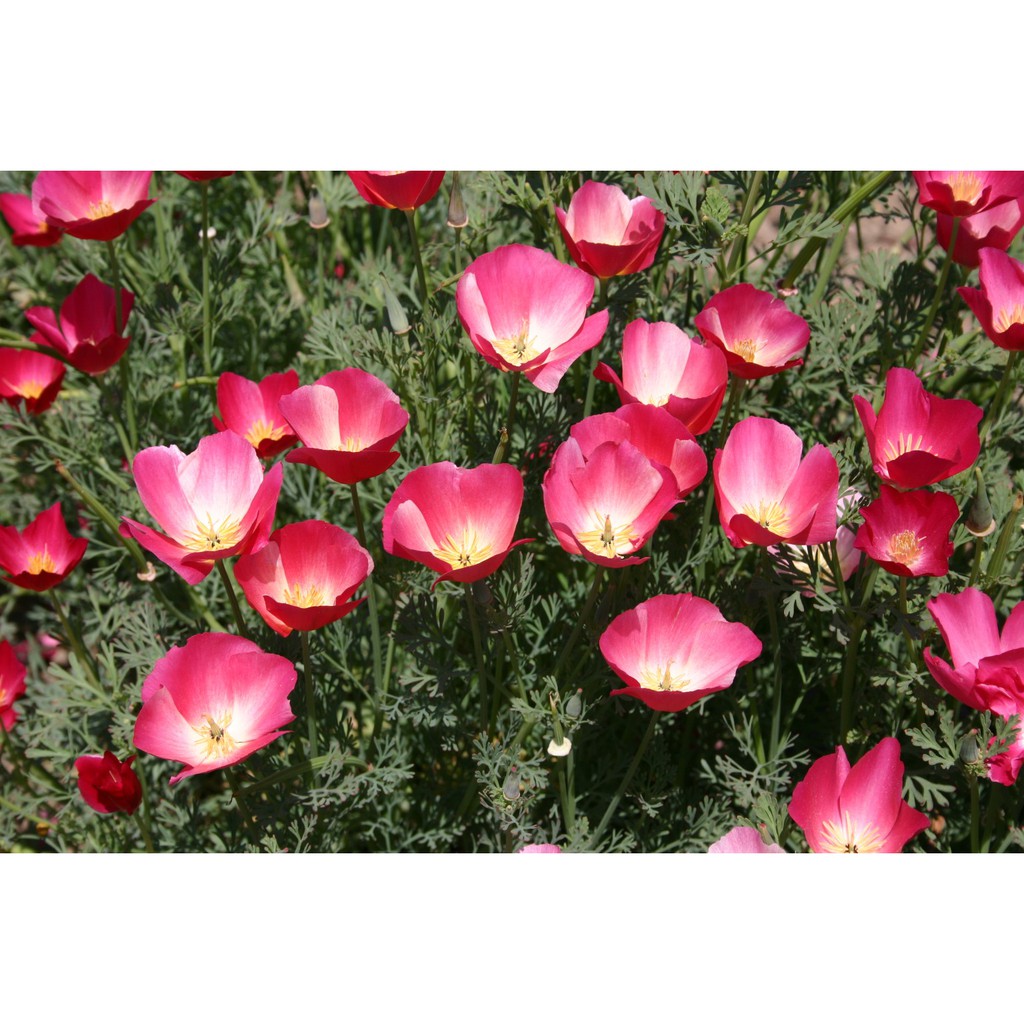 Benih Bibit Biji - Bunga California Poppy Carmine King Flower Seeds - IMPORT