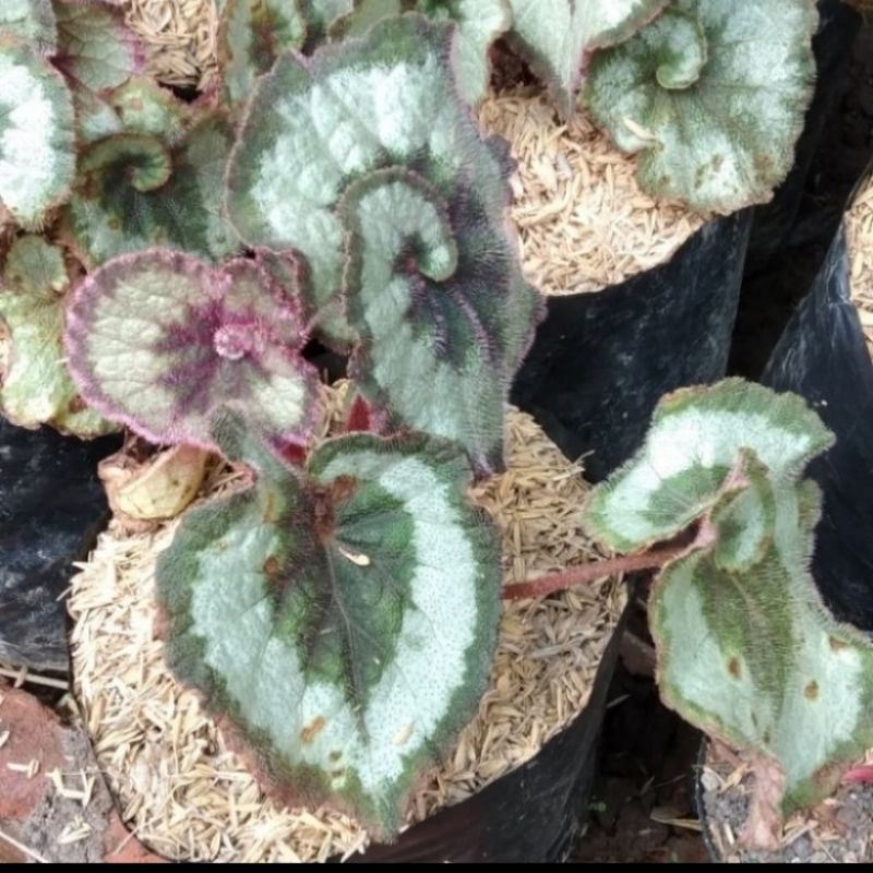 Tanaman hias begonia keong - begonia unik