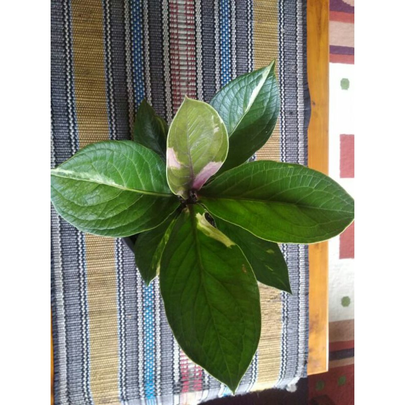 Variegata pink dan putih @jemani cobra