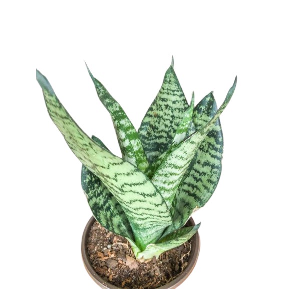 tanaman sansevieria trifasciata silver queen BERGARANSI