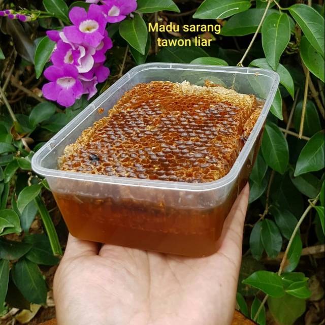 

Madu sarang tawon