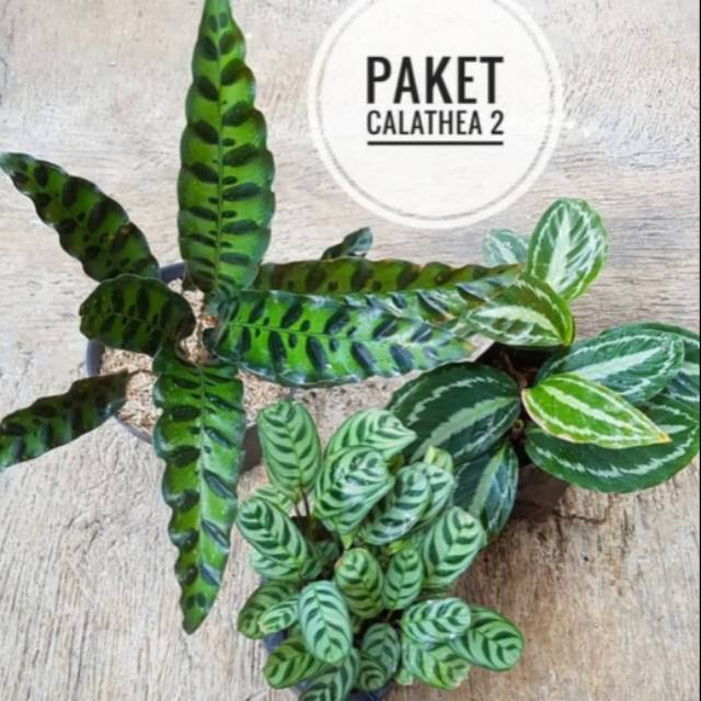 Paket hemat 3 tanaman hias calathea - tanaman hias pot - calathea