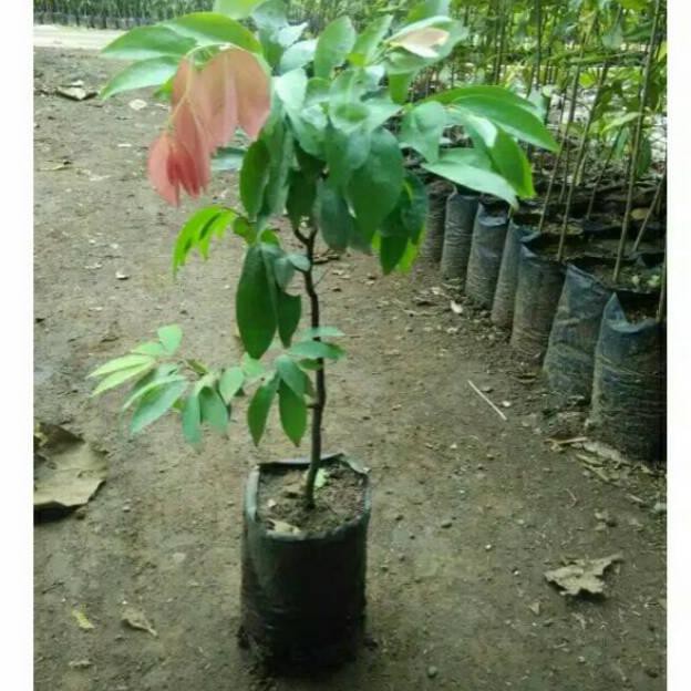 BOG PROMO.. BIBIT BUAH NAMNAM  BIBIT BUAH TANAMAN LANGKA  BIBIT TANAMAN LANGKA MURAH 