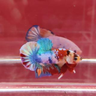 ikan cupang hias nemo galaxy multi rainbow (top grade