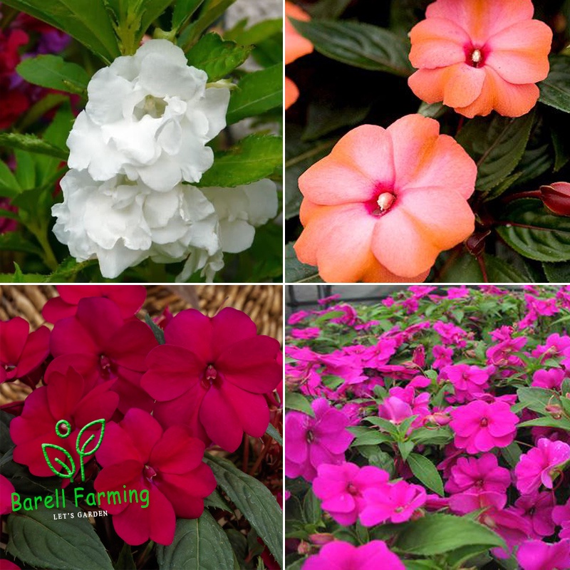 Tanaman Hias Bunga Iriancis Pacar Air Impatiens Impatien WALLAREA BUNGA IMPATIENS WALLERIANA IRIANCI