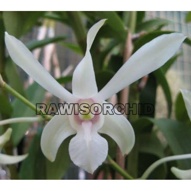 ANGGREK DENDROBIUM CAESAR WHITE