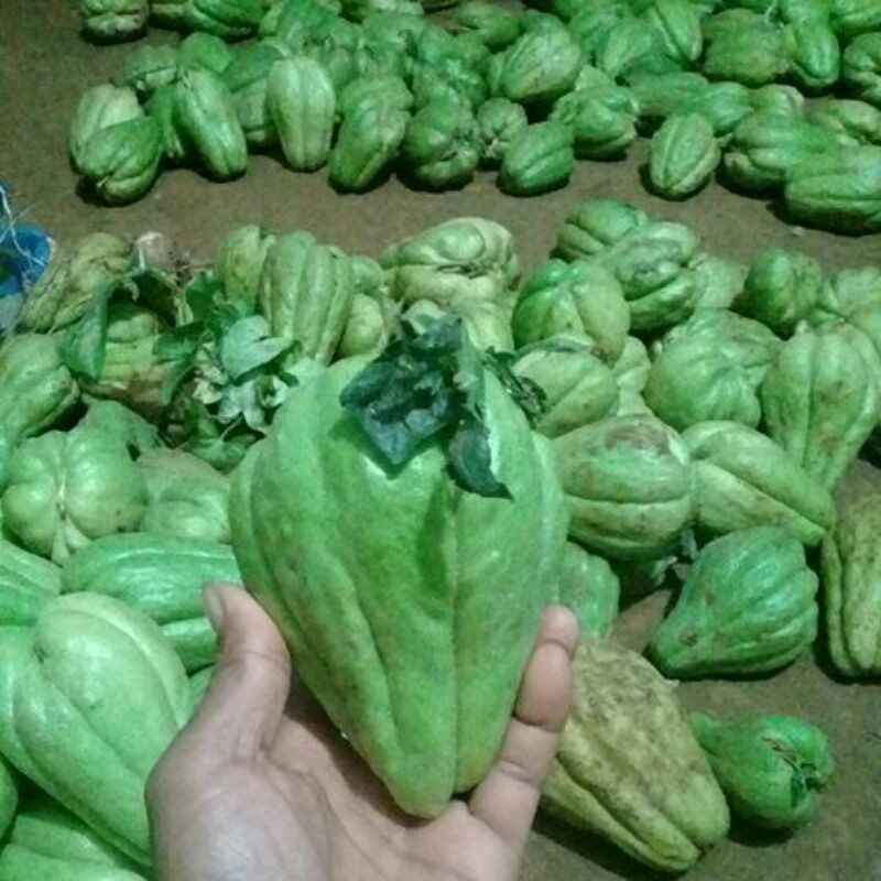 bibit jipang/labu siam