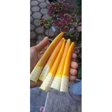 pipa rokok taring kw superan