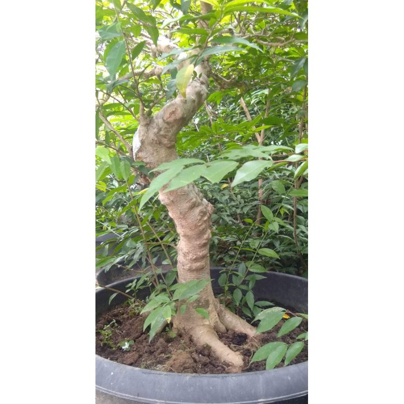 Bonsai anting Putri akar keliling x