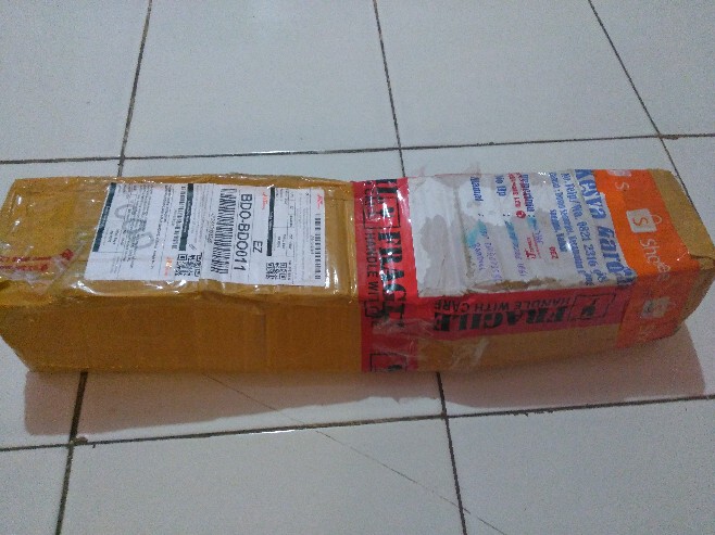 Rhapidipora Korthalsii