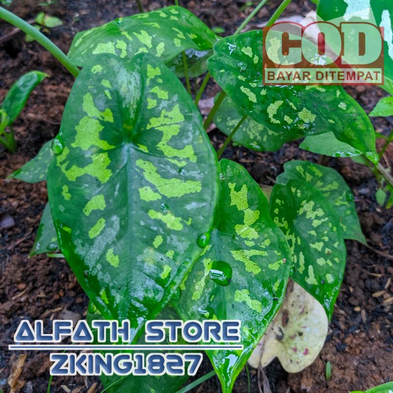 KELADI ARMY TALAS HIAS CANTIK