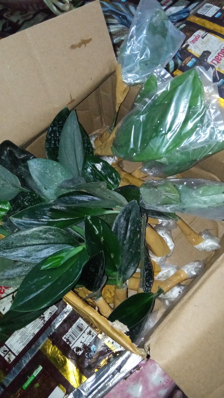 Paket Ekonomis Sc Monlight 30 & Sc Treuby Drak 20(300rb)