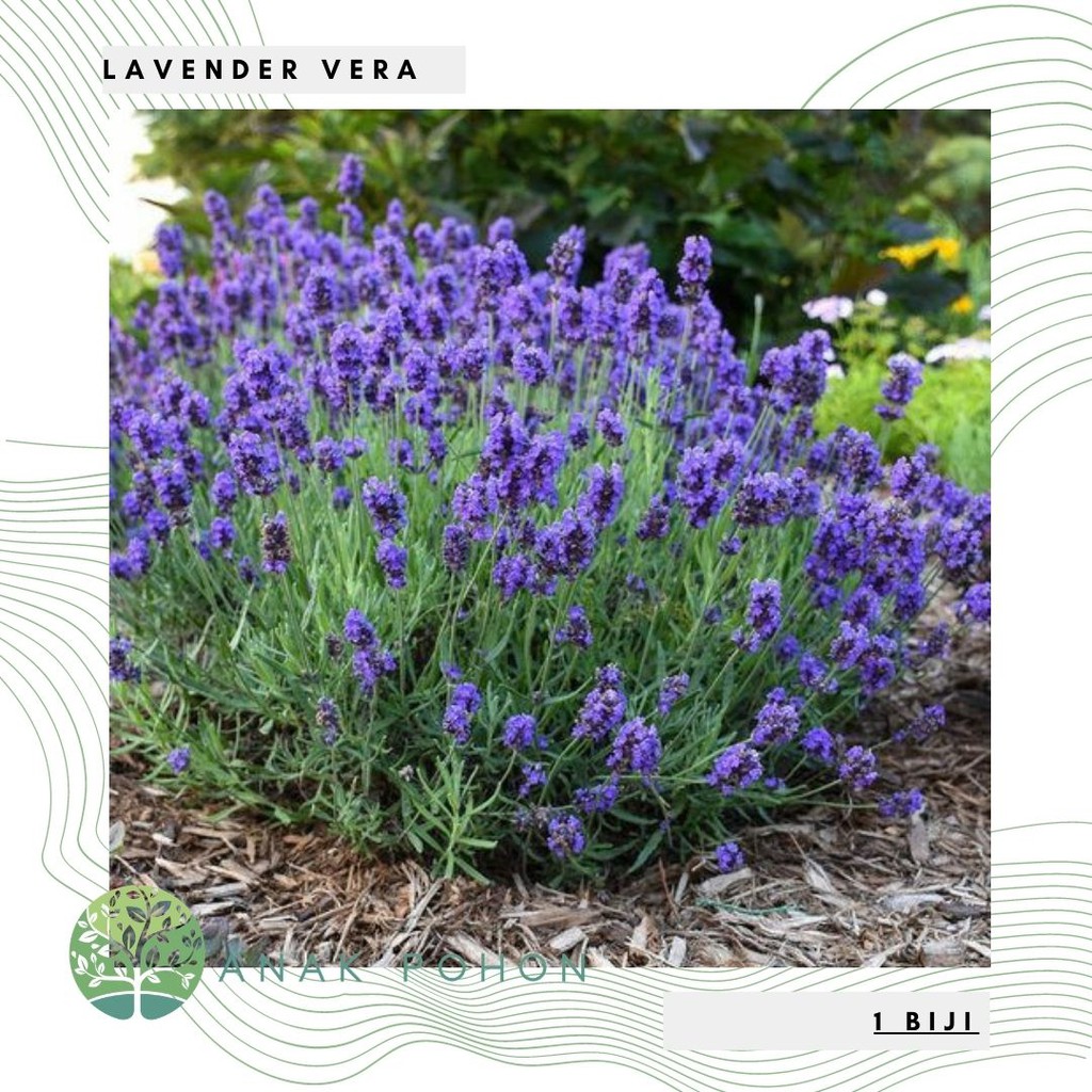 Benih Bibit Biji - Bunga Lavender Vera Lavandula angustifolia Fragrance Herb Flower Seeds - IMPORT