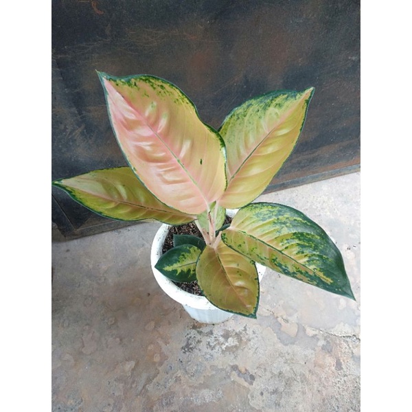 Aglaonema Sultan brunei