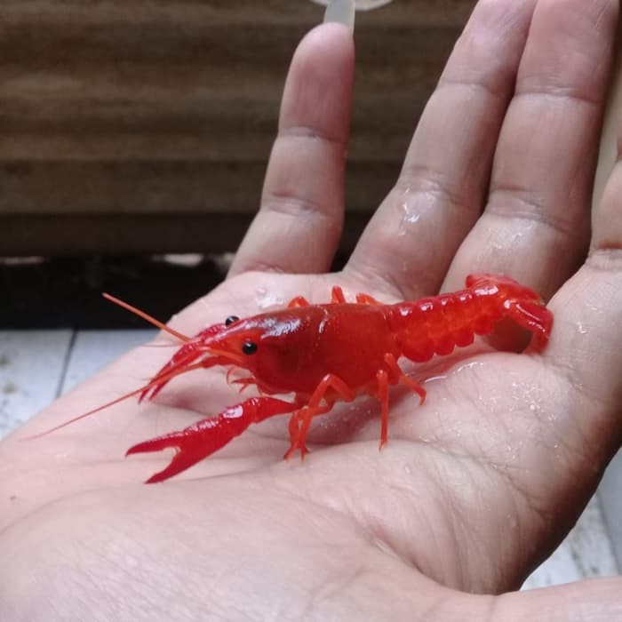 Lobster Hias Air Tawar Orange