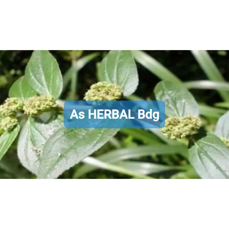 

Daun patikan kebo segar langsung petik paket 500 gram-az