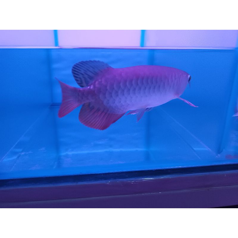 Link Arowana Golden Red Bluebase Spesial Sortiran